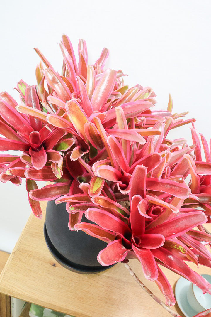 【ネオレゲリア ファイヤーボール】極限まで発色した最高の仕上がり！丸みのある陶器鉢でのご提案です！