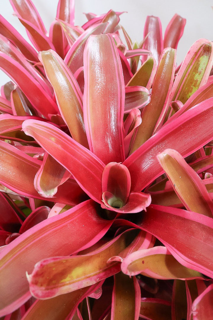 【ネオレゲリア ファイヤーボール】極限まで発色した最高の仕上がり！丸みのある陶器鉢でのご提案です！