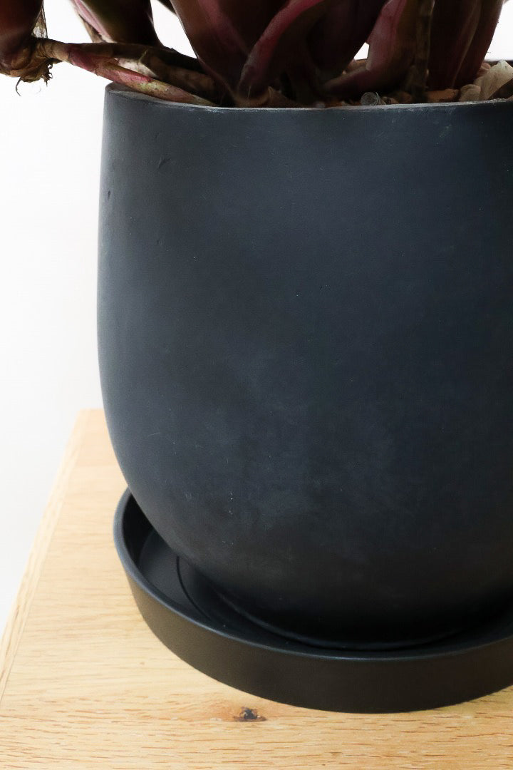 【ネオレゲリア ファイヤーボール】極限まで発色した最高の仕上がり！丸みのある陶器鉢でのご提案です！