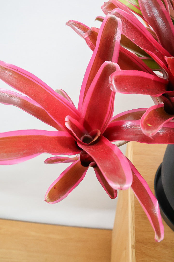 【ネオレゲリア ファイヤーボール】極限まで発色した最高の仕上がり！丸みのある陶器鉢でのご提案です！