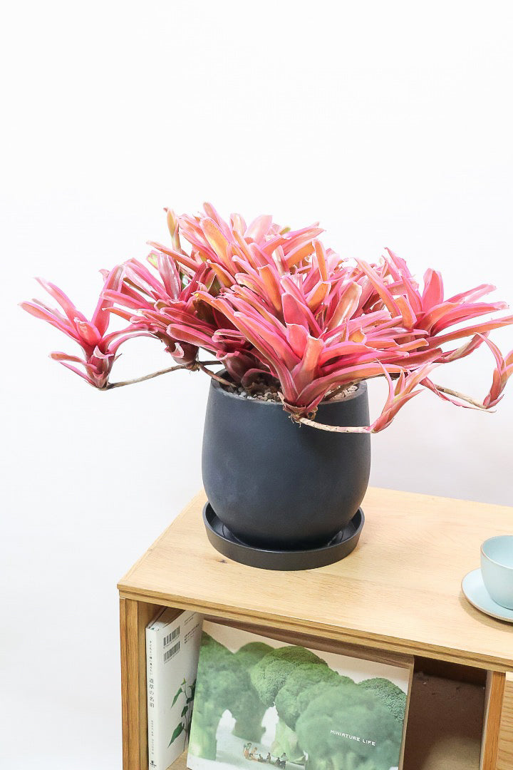 【ネオレゲリア ファイヤーボール】極限まで発色した最高の仕上がり！丸みのある陶器鉢でのご提案です！