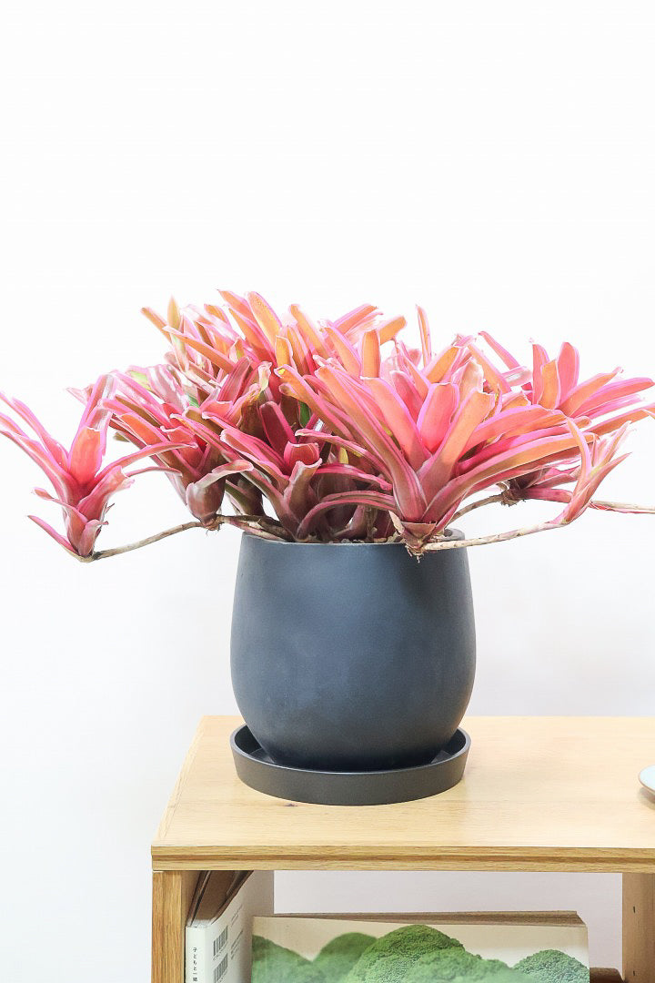 【ネオレゲリア ファイヤーボール】極限まで発色した最高の仕上がり！丸みのある陶器鉢でのご提案です！