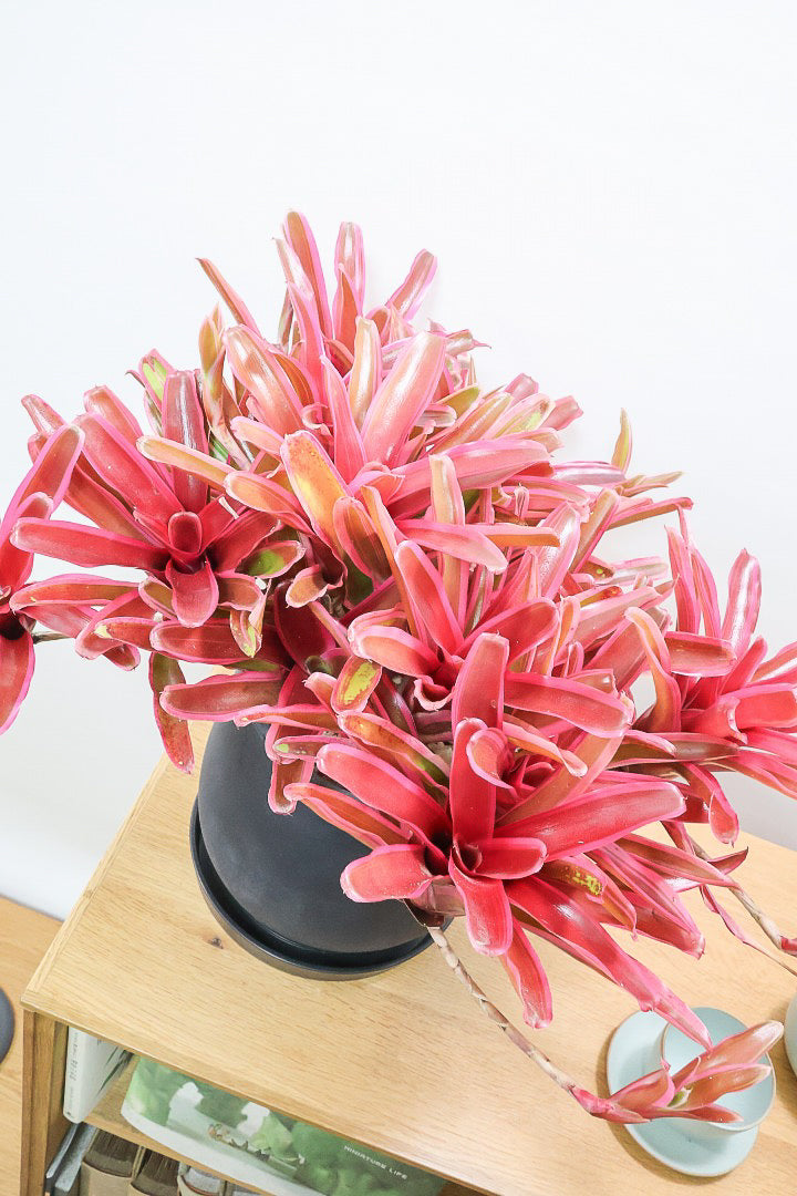 【ネオレゲリア ファイヤーボール】極限まで発色した最高の仕上がり！丸みのある陶器鉢でのご提案です！