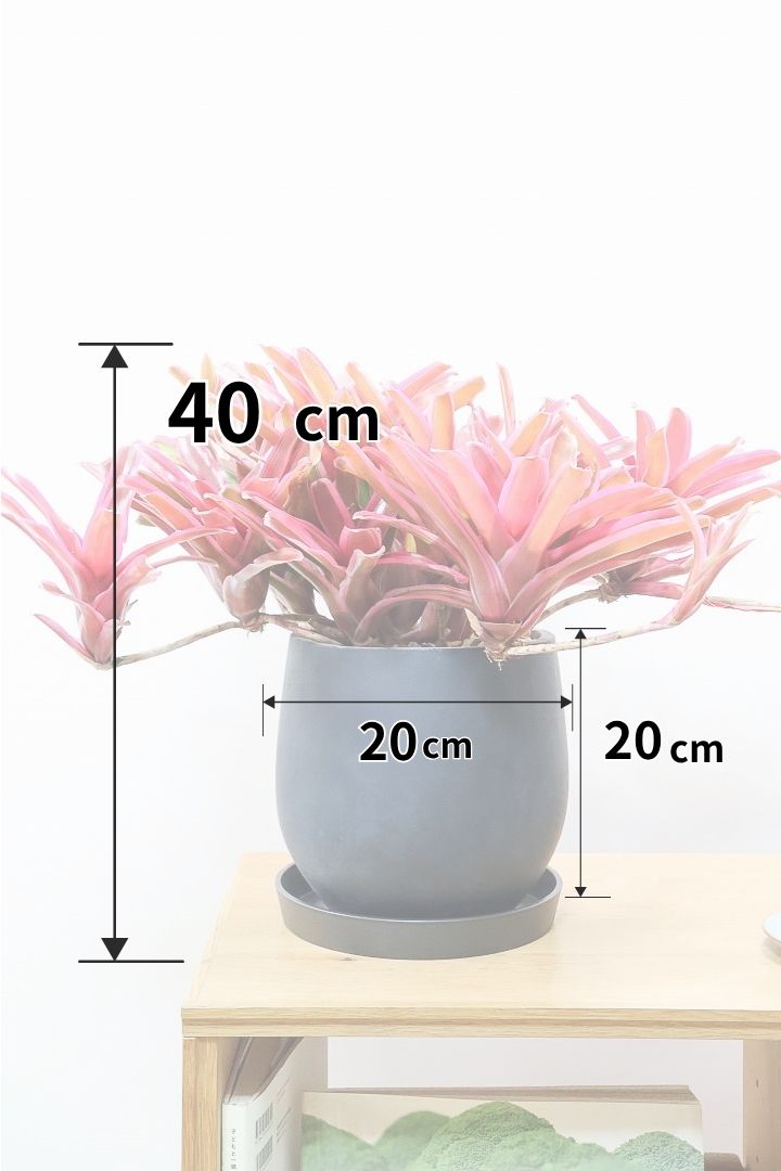 【ネオレゲリア ファイヤーボール】極限まで発色した最高の仕上がり！丸みのある陶器鉢でのご提案です！