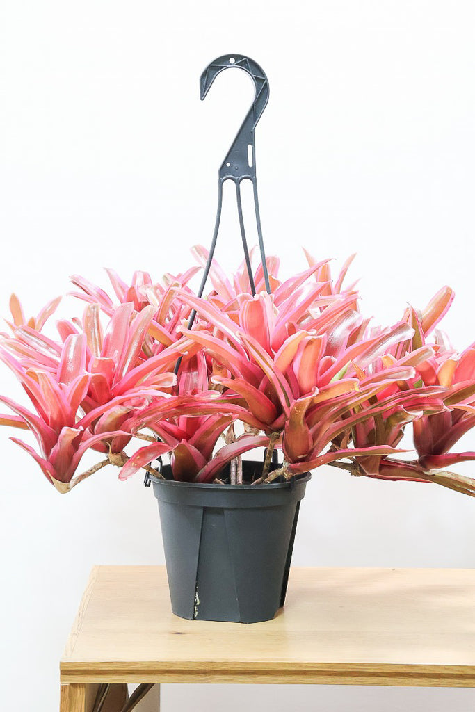 ネオレゲリア ファイヤーボールPP61691| 観葉植物の通信販売 | APEGO
