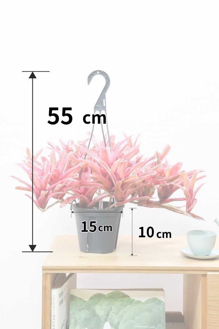 ネオレゲリア ファイヤーボールPP61691| 観葉植物の通信販売 | APEGO