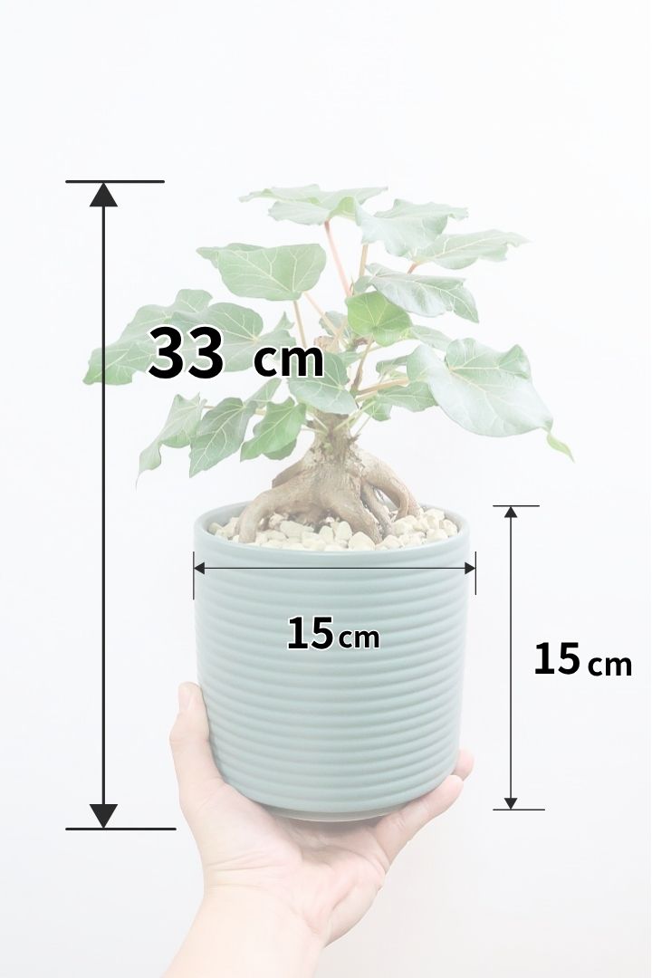 フィカス アブチリフォリアGR61692| 観葉植物の通信販売 | APEGO(アペーゴ)