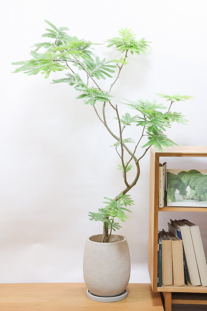 【エバーフレッシュ】個性的にカーブした幹！幹はとてもしっかりとしていますので、存在感がありますよ！