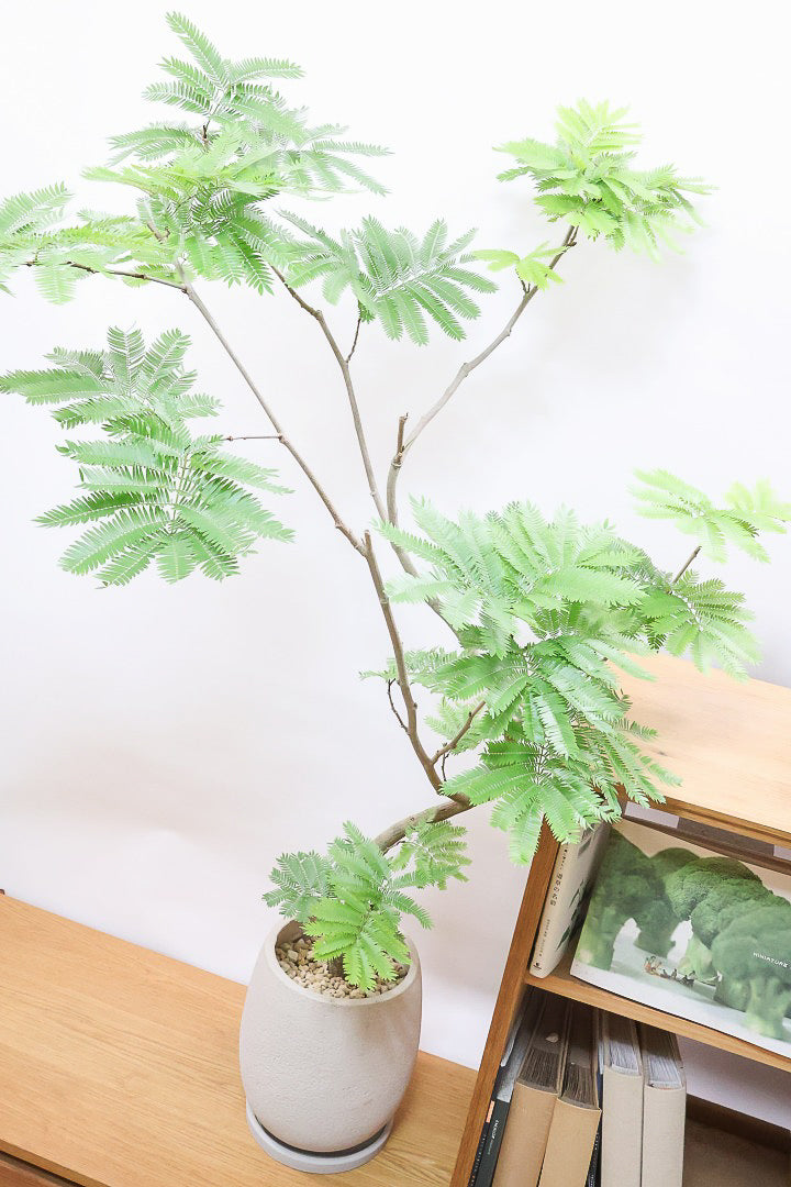 【エバーフレッシュ】個性的にカーブした幹！幹はとてもしっかりとしていますので、存在感がありますよ！