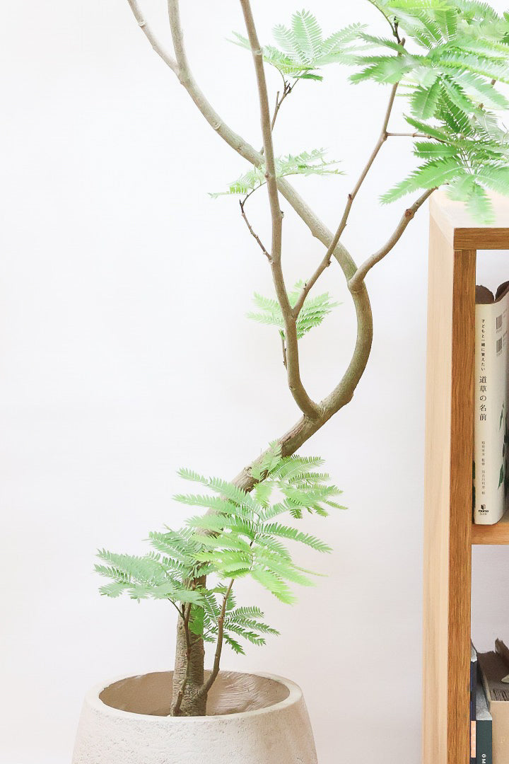 【エバーフレッシュ】個性的にカーブした幹！幹はとてもしっかりとしていますので、存在感がありますよ！