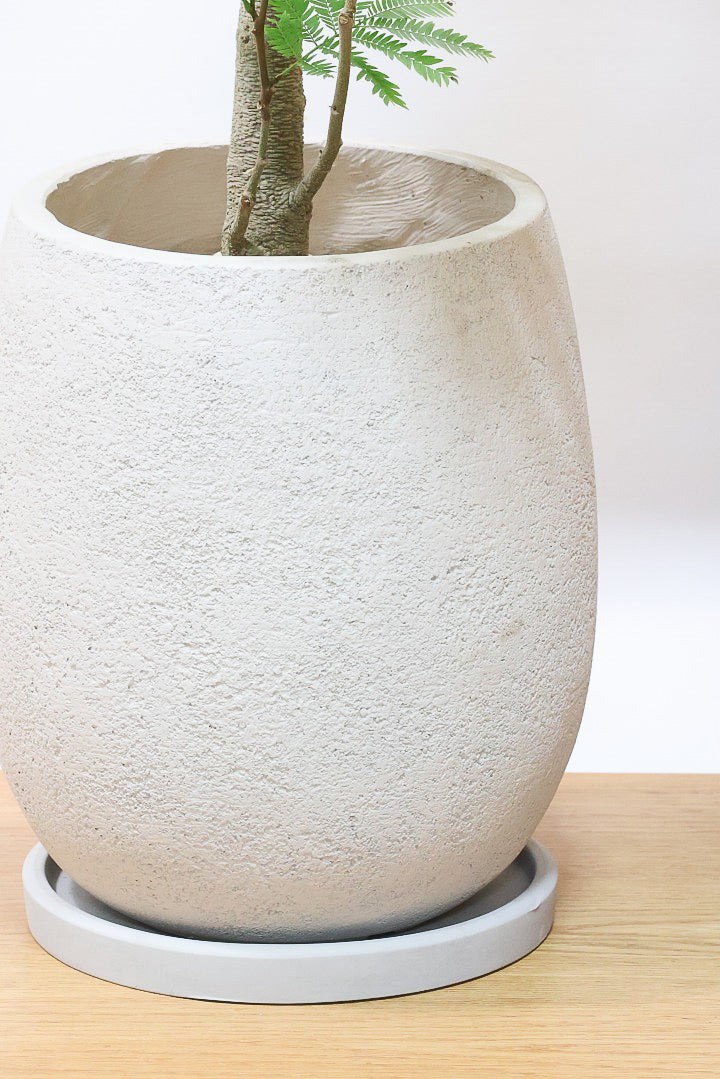 【エバーフレッシュ】個性的にカーブした幹！幹はとてもしっかりとしていますので、存在感がありますよ！