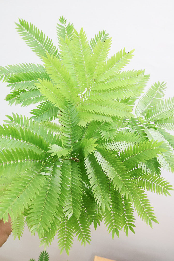 【エバーフレッシュ】個性的にカーブした幹！幹はとてもしっかりとしていますので、存在感がありますよ！