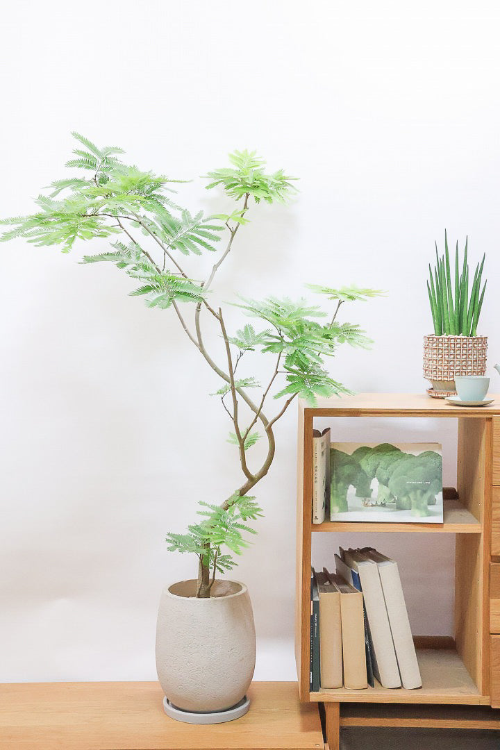 【エバーフレッシュ】個性的にカーブした幹！幹はとてもしっかりとしていますので、存在感がありますよ！