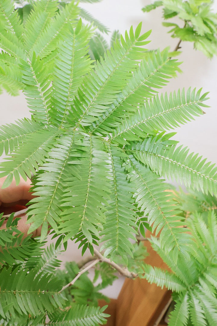 【エバーフレッシュ】個性的にカーブした幹！幹はとてもしっかりとしていますので、存在感がありますよ！