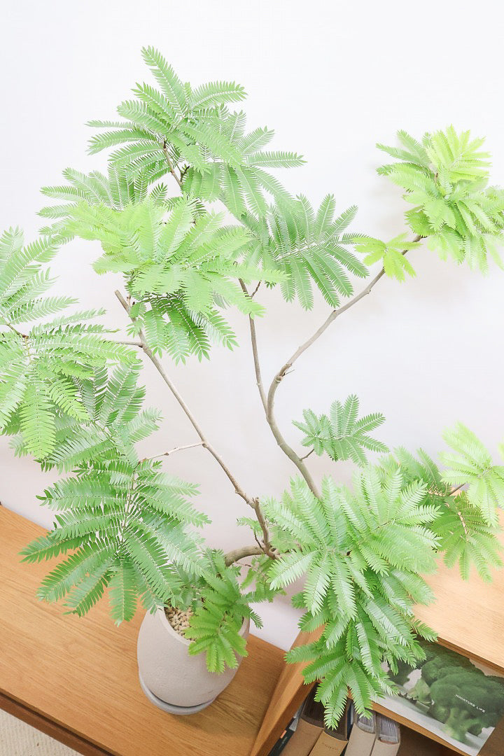 【エバーフレッシュ】個性的にカーブした幹！幹はとてもしっかりとしていますので、存在感がありますよ！