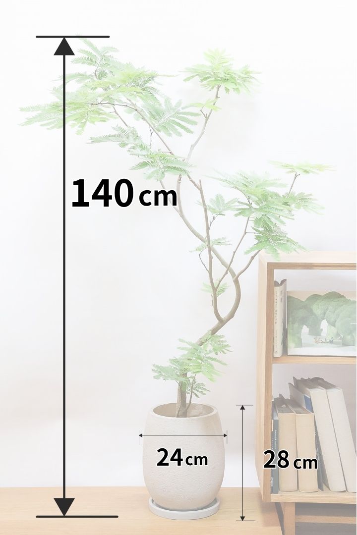 【エバーフレッシュ】個性的にカーブした幹！幹はとてもしっかりとしていますので、存在感がありますよ！