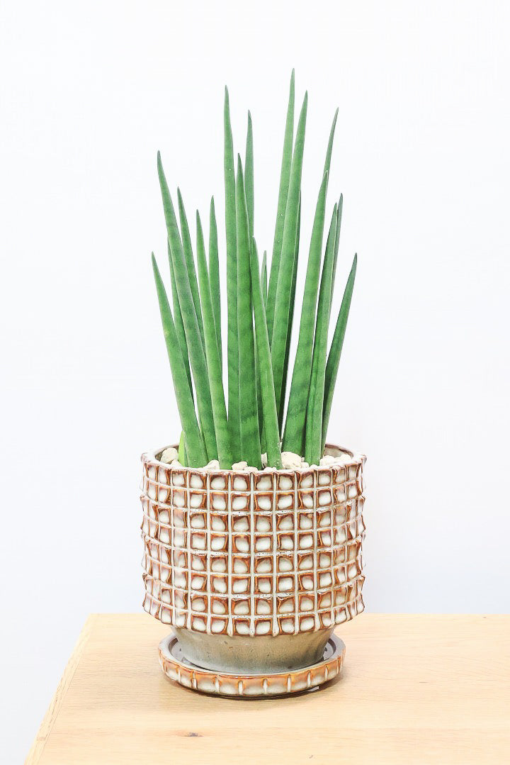 【サンスベリア バキュラリス】仲良しの生産者さんからいい形のものを分けてもらいました！シャープな葉が素敵です！POTとの相性もイイ感じ！