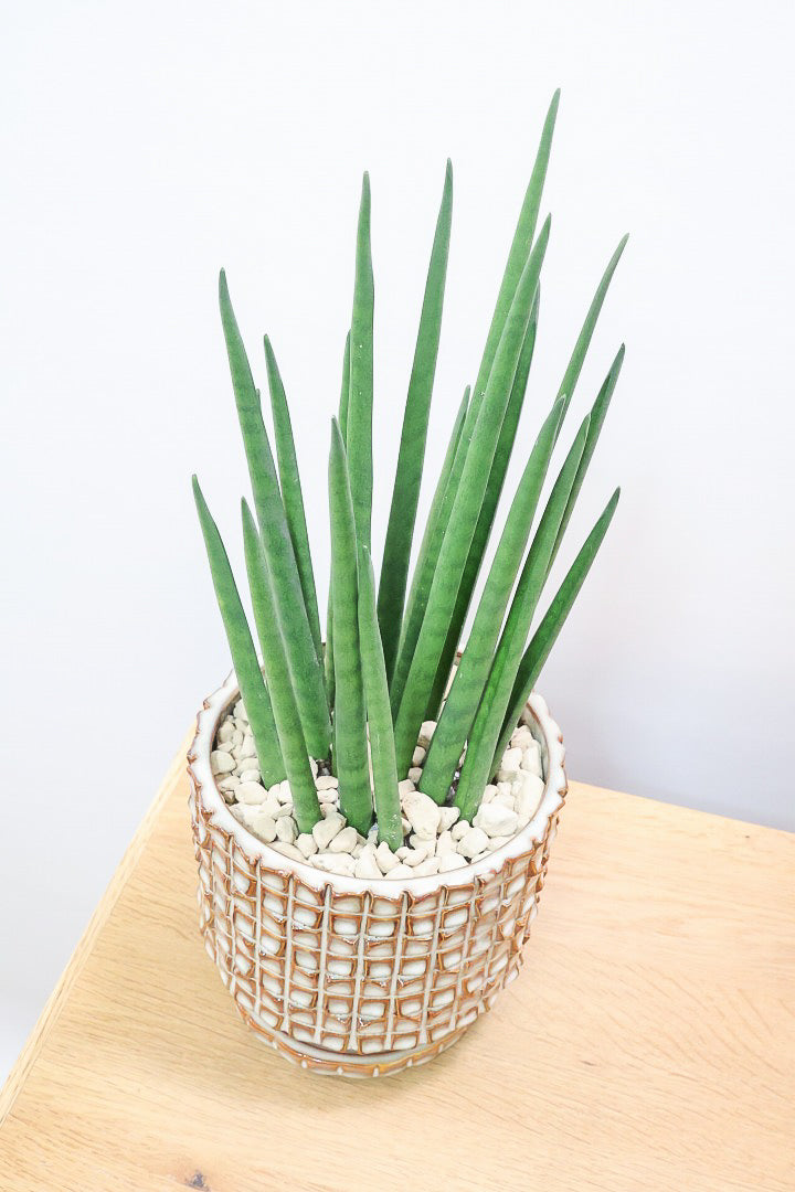 【サンスベリア バキュラリス】仲良しの生産者さんからいい形のものを分けてもらいました！シャープな葉が素敵です！POTとの相性もイイ感じ！