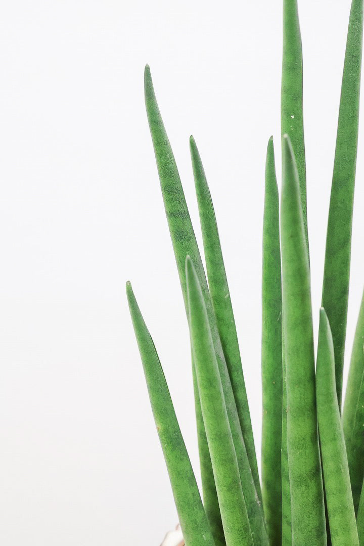 【サンスベリア バキュラリス】仲良しの生産者さんからいい形のものを分けてもらいました！シャープな葉が素敵です！POTとの相性もイイ感じ！