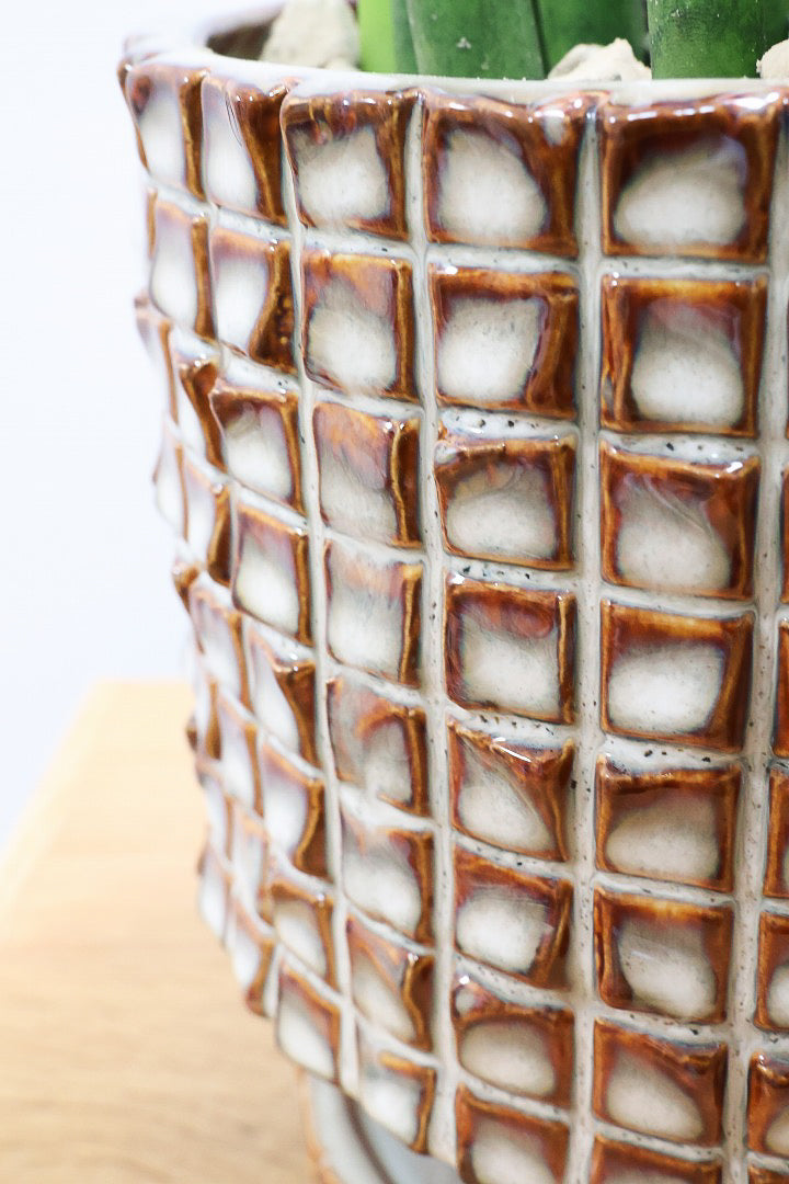 【サンスベリア バキュラリス】仲良しの生産者さんからいい形のものを分けてもらいました！シャープな葉が素敵です！POTとの相性もイイ感じ！