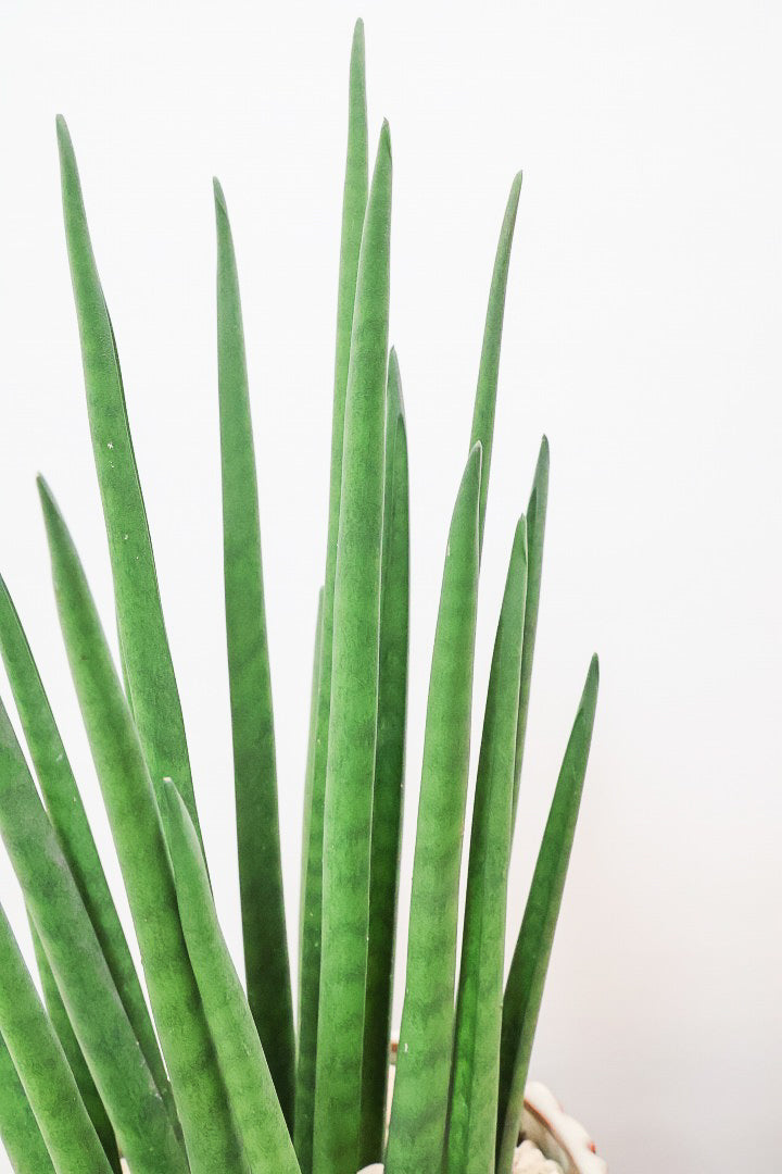 【サンスベリア バキュラリス】仲良しの生産者さんからいい形のものを分けてもらいました！シャープな葉が素敵です！POTとの相性もイイ感じ！