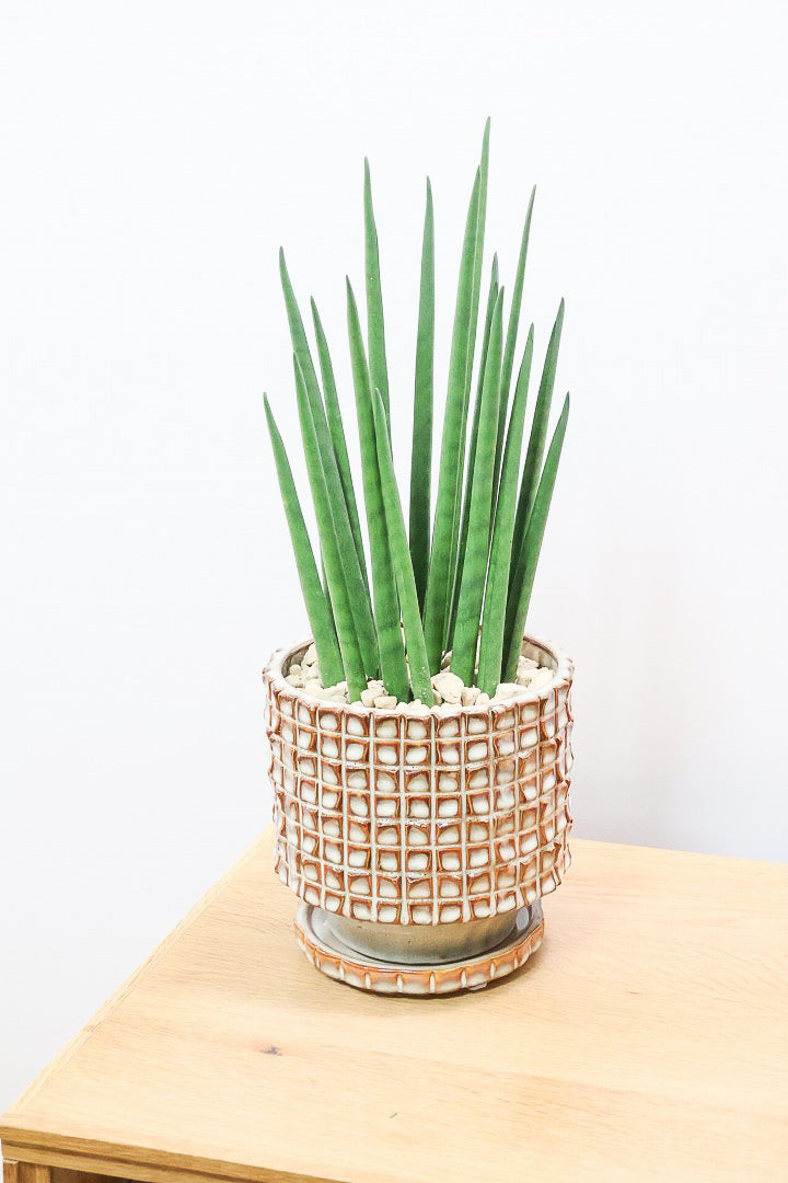 【サンスベリア バキュラリス】仲良しの生産者さんからいい形のものを分けてもらいました！シャープな葉が素敵です！POTとの相性もイイ感じ！