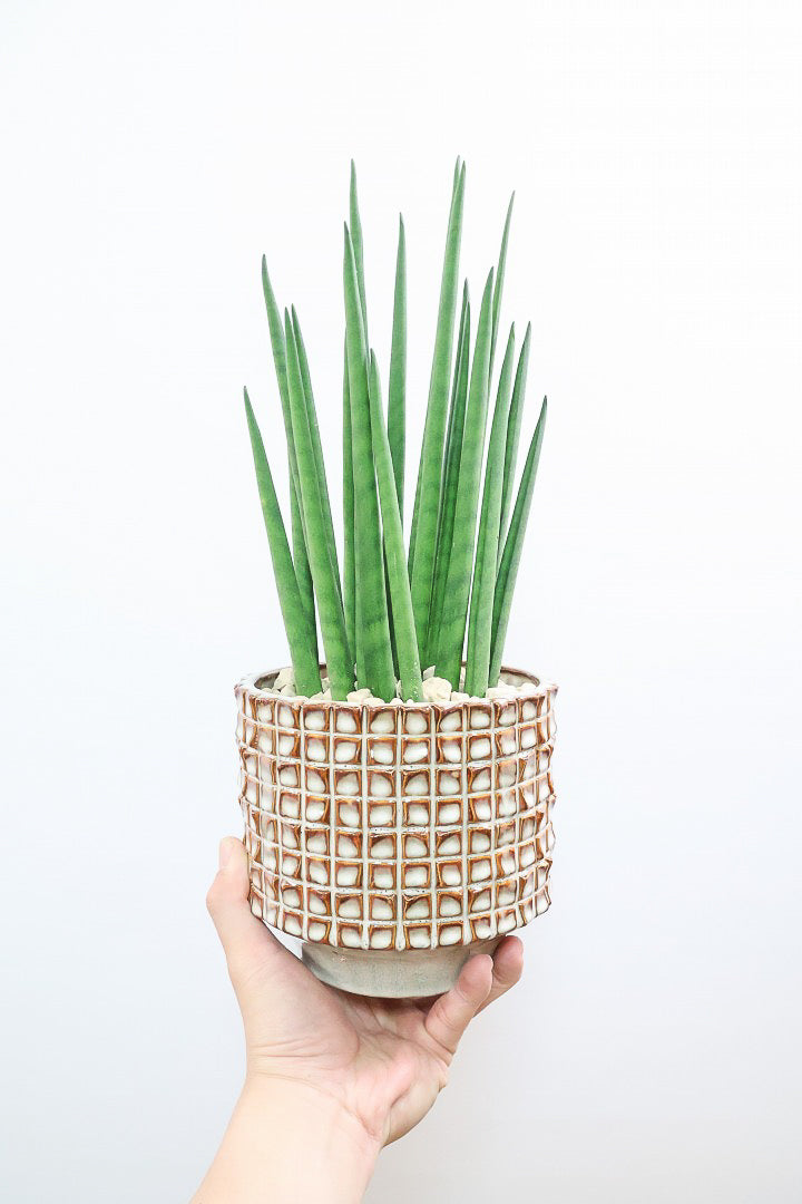 【サンスベリア バキュラリス】仲良しの生産者さんからいい形のものを分けてもらいました！シャープな葉が素敵です！POTとの相性もイイ感じ！