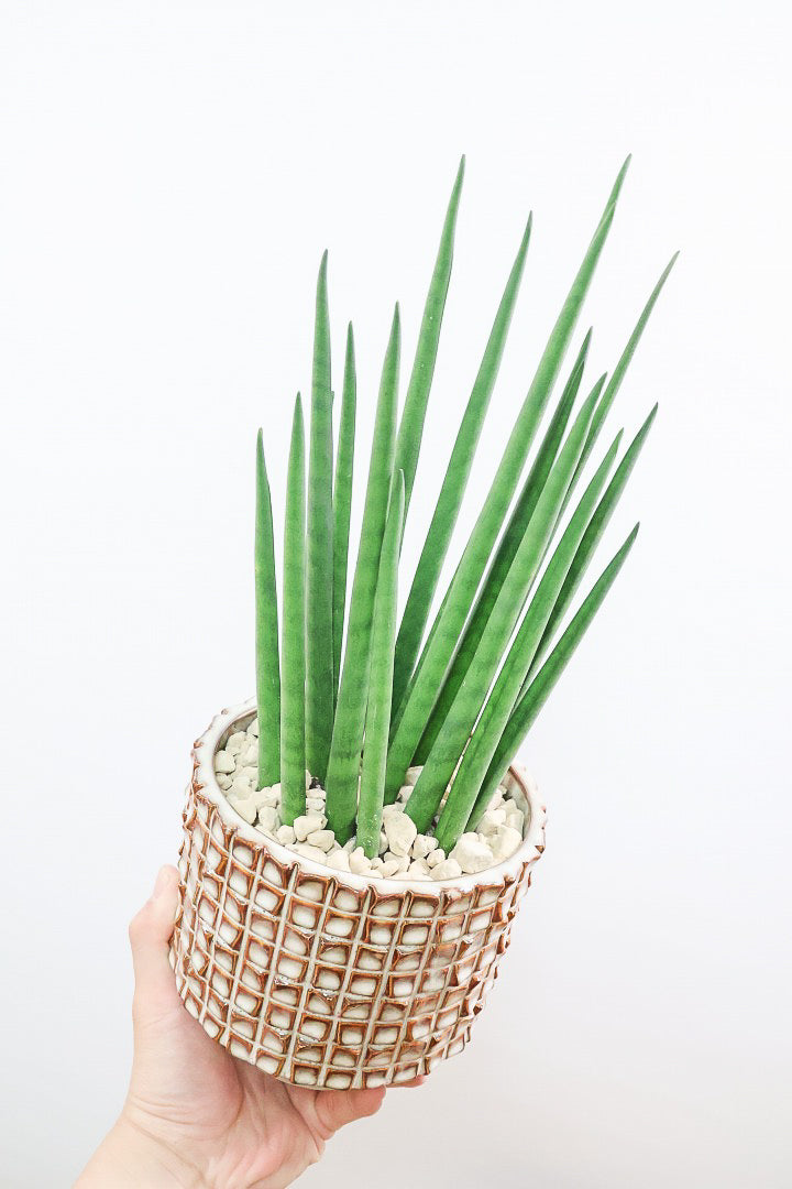 【サンスベリア バキュラリス】仲良しの生産者さんからいい形のものを分けてもらいました！シャープな葉が素敵です！POTとの相性もイイ感じ！