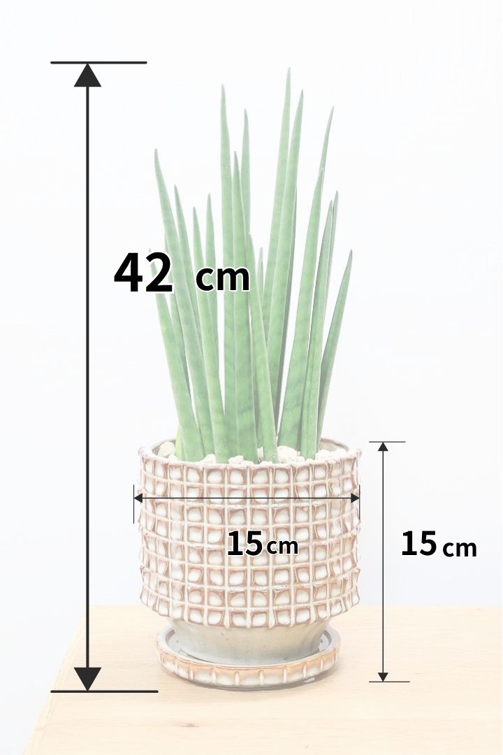 【サンスベリア バキュラリス】仲良しの生産者さんからいい形のものを分けてもらいました！シャープな葉が素敵です！POTとの相性もイイ感じ！
