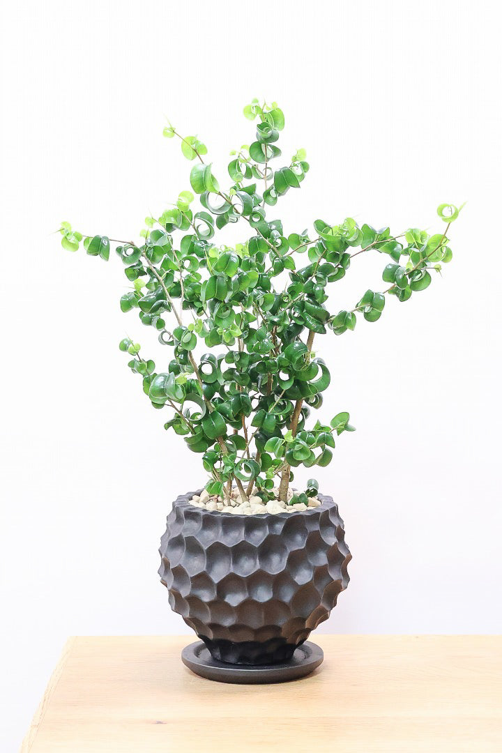 【ベンジャミン バロック】APEGOでも人気のデザインのPOT。このフォルムと植物のフォルムのバランスが最高だと思います！