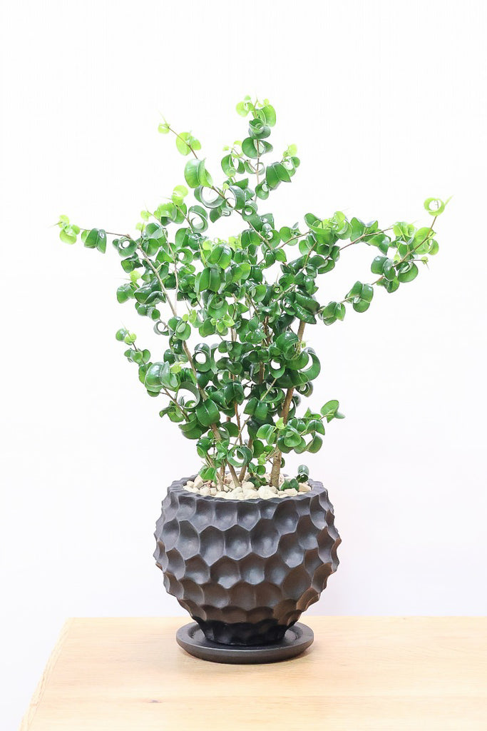 ベンジャミン バロックK61697| 観葉植物の通信販売 | APEGO(アペーゴ)