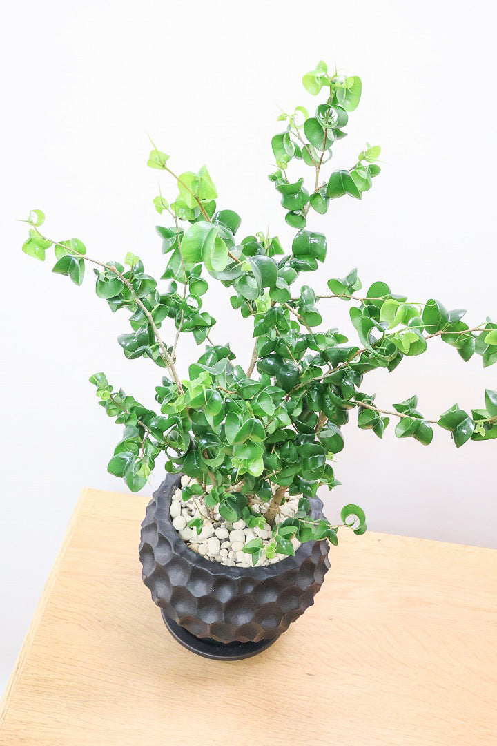 【ベンジャミン バロック】APEGOでも人気のデザインのPOT。このフォルムと植物のフォルムのバランスが最高だと思います！