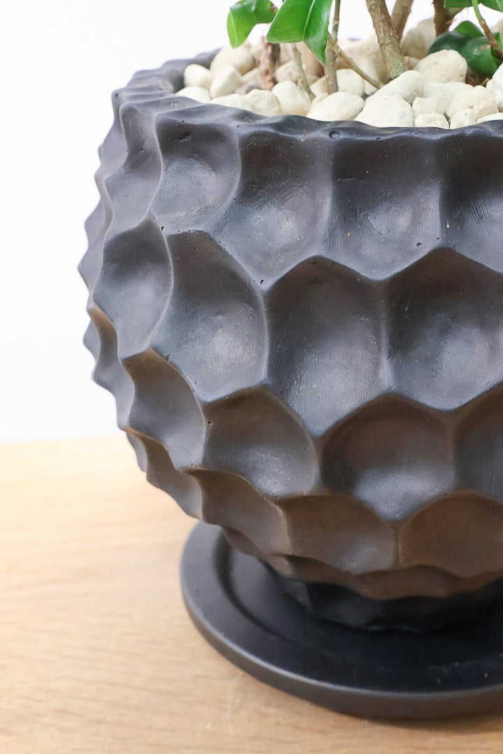 【ベンジャミン バロック】APEGOでも人気のデザインのPOT。このフォルムと植物のフォルムのバランスが最高だと思います！