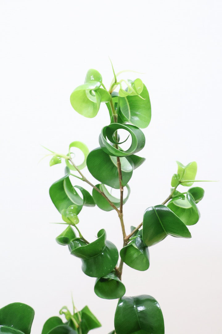 【ベンジャミン バロック】APEGOでも人気のデザインのPOT。このフォルムと植物のフォルムのバランスが最高だと思います！