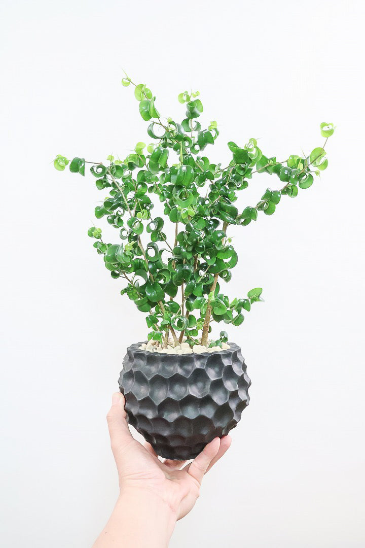 【ベンジャミン バロック】APEGOでも人気のデザインのPOT。このフォルムと植物のフォルムのバランスが最高だと思います！