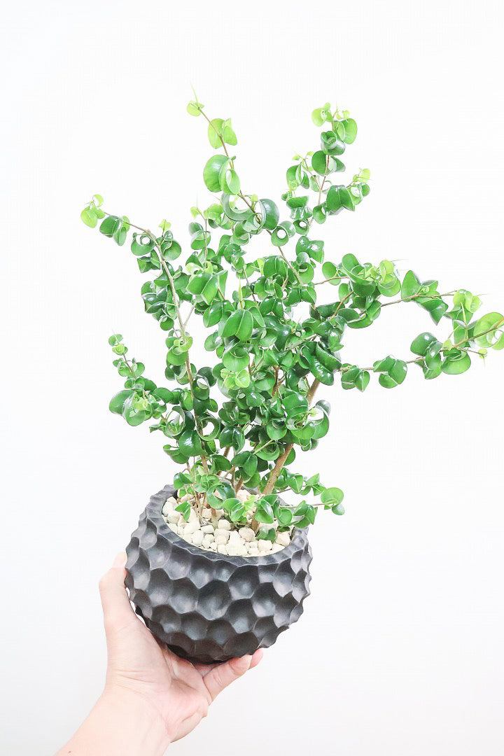 【ベンジャミン バロック】APEGOでも人気のデザインのPOT。このフォルムと植物のフォルムのバランスが最高だと思います！