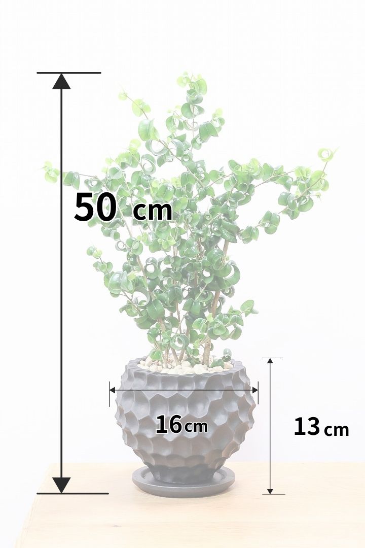 【ベンジャミン バロック】APEGOでも人気のデザインのPOT。このフォルムと植物のフォルムのバランスが最高だと思います！