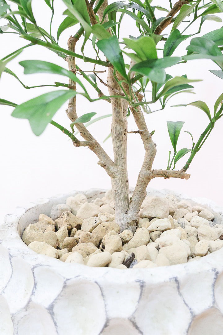 シェフレラ トライアンギュラリスW61698| 観葉植物の通信販売 | APEGO
