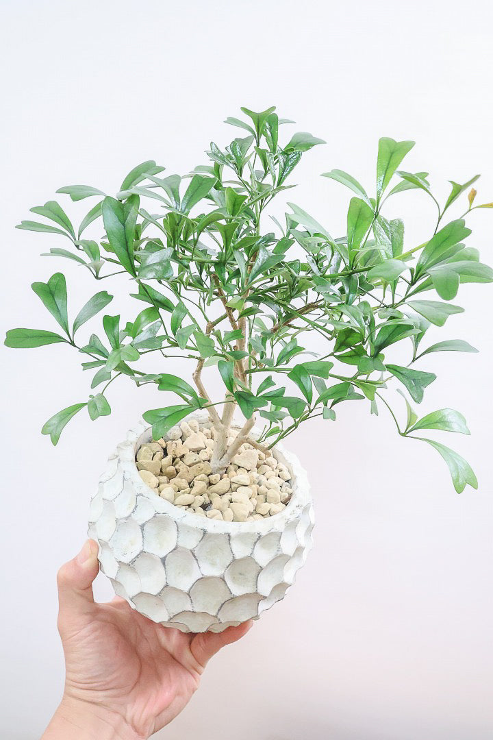 シェフレラ トライアンギュラリスW61698| 観葉植物の通信販売 | APEGO