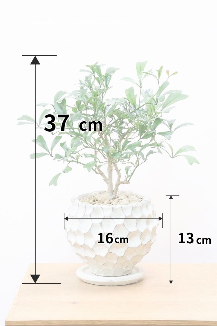 シェフレラ トライアンギュラリスW61698| 観葉植物の通信販売 | APEGO