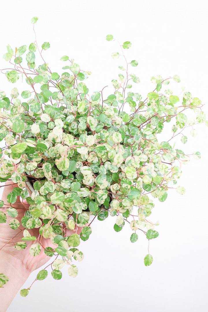 【ワイヤープランツ スポットライト】再入荷！そして最後の在庫です！斑がとてもシックで大人色。暑さ寒さに強く育てやすいです！