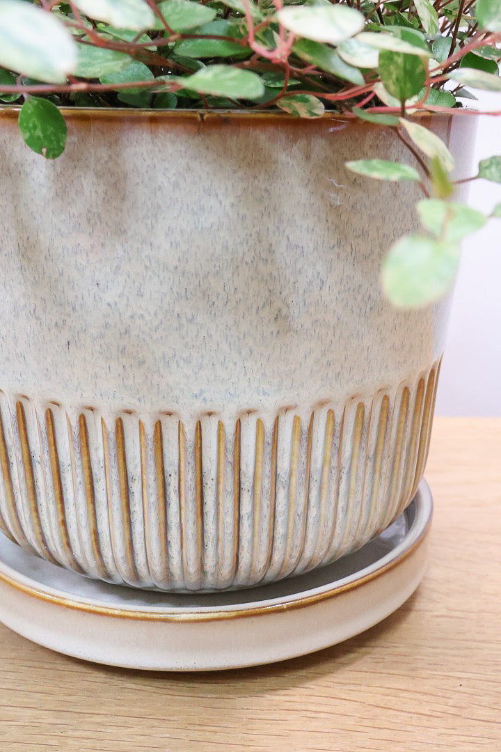 【ワイヤープランツ スポットライト】再入荷！そして最後の在庫です！斑がとてもシックで大人色。暑さ寒さに強く育てやすいです！