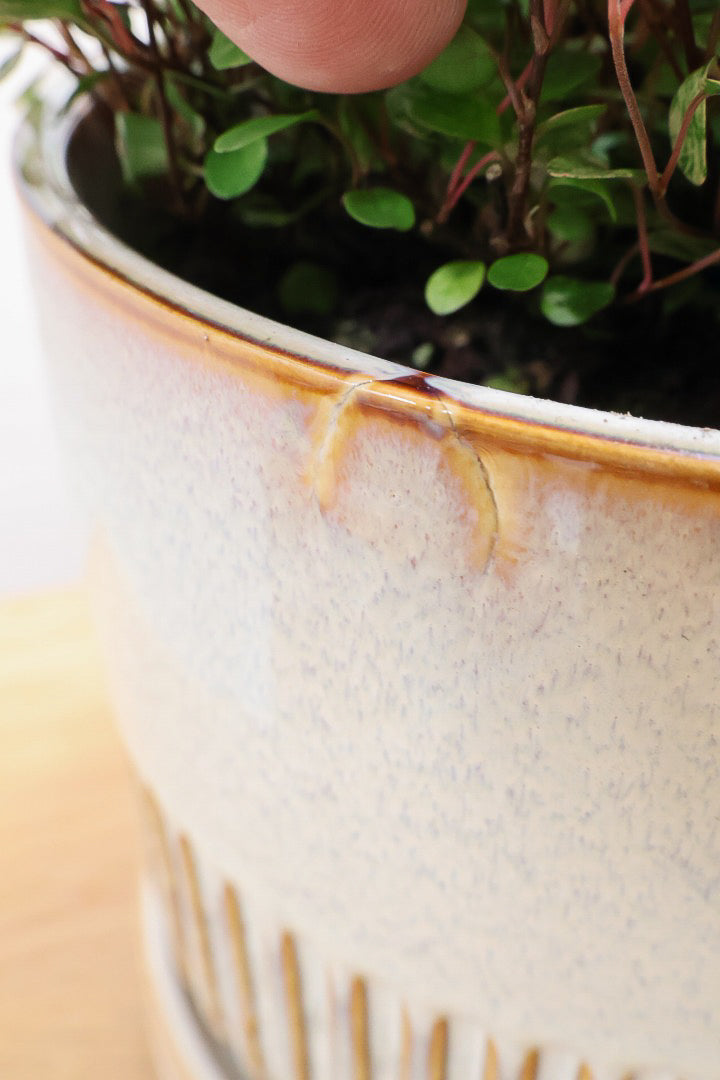 【ワイヤープランツ スポットライト】再入荷！そして最後の在庫です！斑がとてもシックで大人色。暑さ寒さに強く育てやすいです！