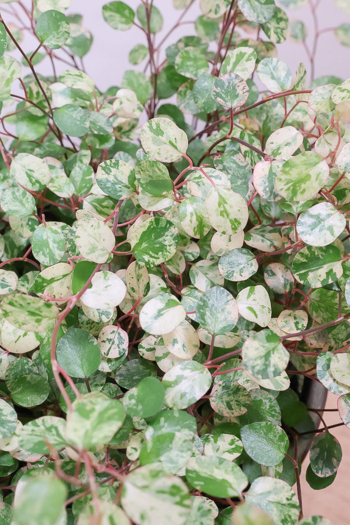 【ワイヤープランツ スポットライト】再入荷！そして最後の在庫です！斑がとてもシックで大人色。暑さ寒さに強く育てやすいです！