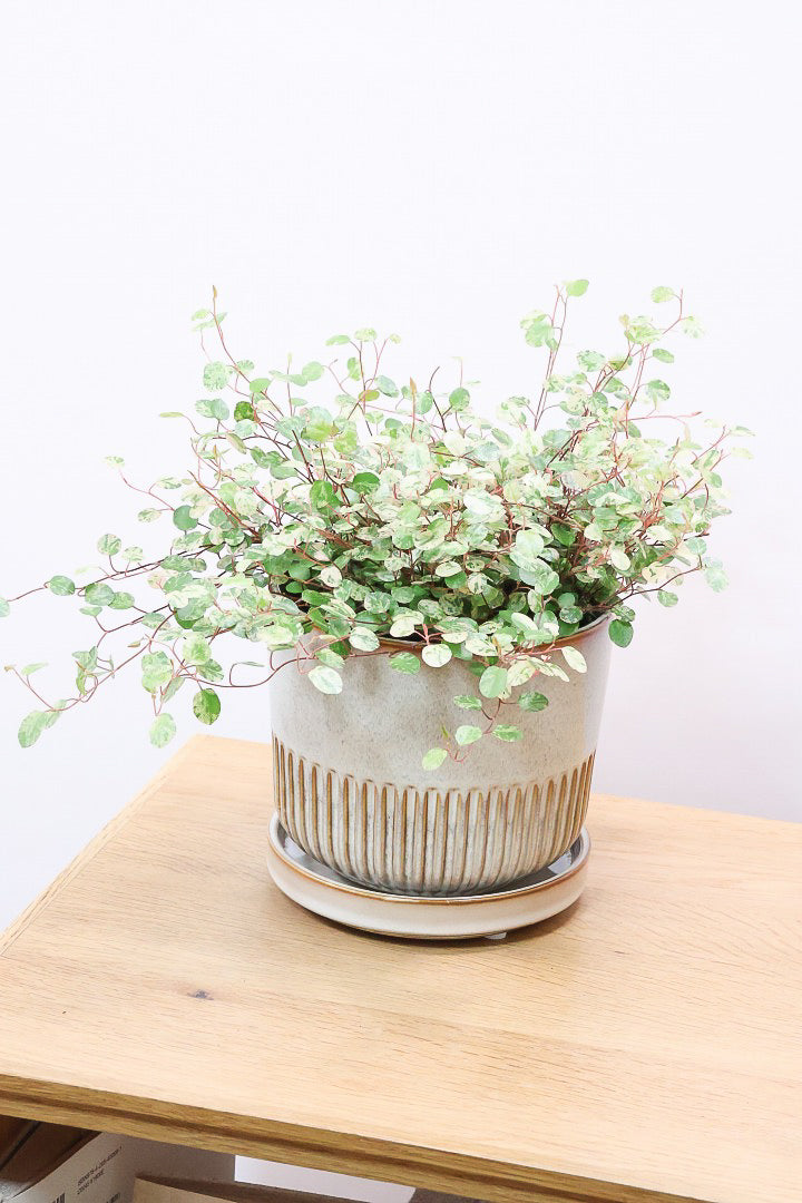 【ワイヤープランツ スポットライト】再入荷！そして最後の在庫です！斑がとてもシックで大人色。暑さ寒さに強く育てやすいです！