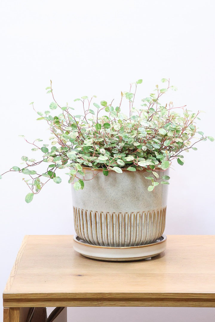 【ワイヤープランツ スポットライト】再入荷！そして最後の在庫です！斑がとてもシックで大人色。暑さ寒さに強く育てやすいです！