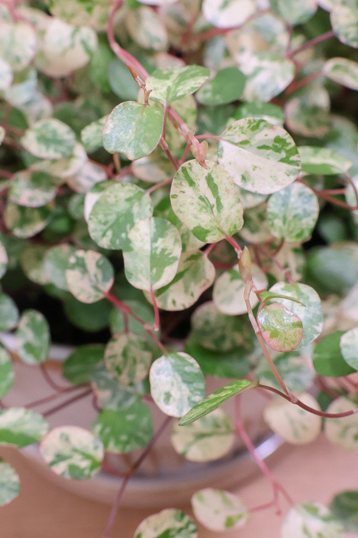 【ワイヤープランツ スポットライト】再入荷！そして最後の在庫です！斑がとてもシックで大人色。暑さ寒さに強く育てやすいです！