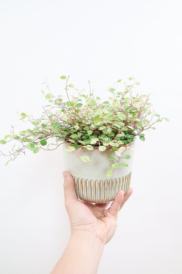 【ワイヤープランツ スポットライト】再入荷！そして最後の在庫です！斑がとてもシックで大人色。暑さ寒さに強く育てやすいです！