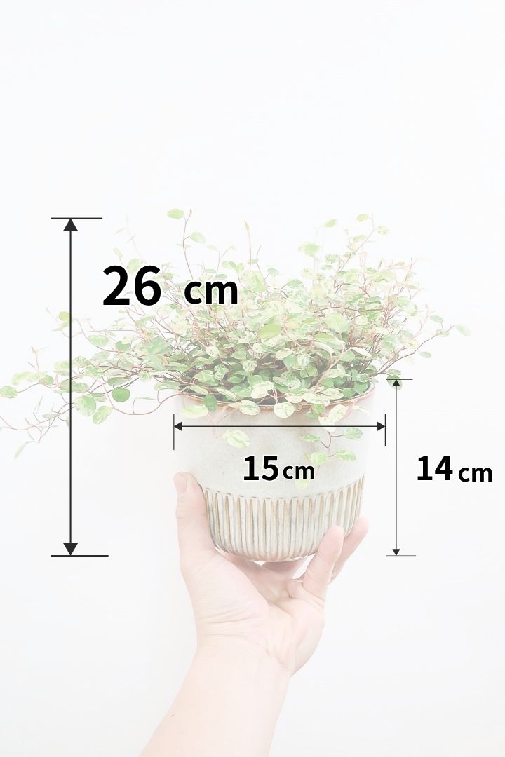 【ワイヤープランツ スポットライト】再入荷！そして最後の在庫です！斑がとてもシックで大人色。暑さ寒さに強く育てやすいです！