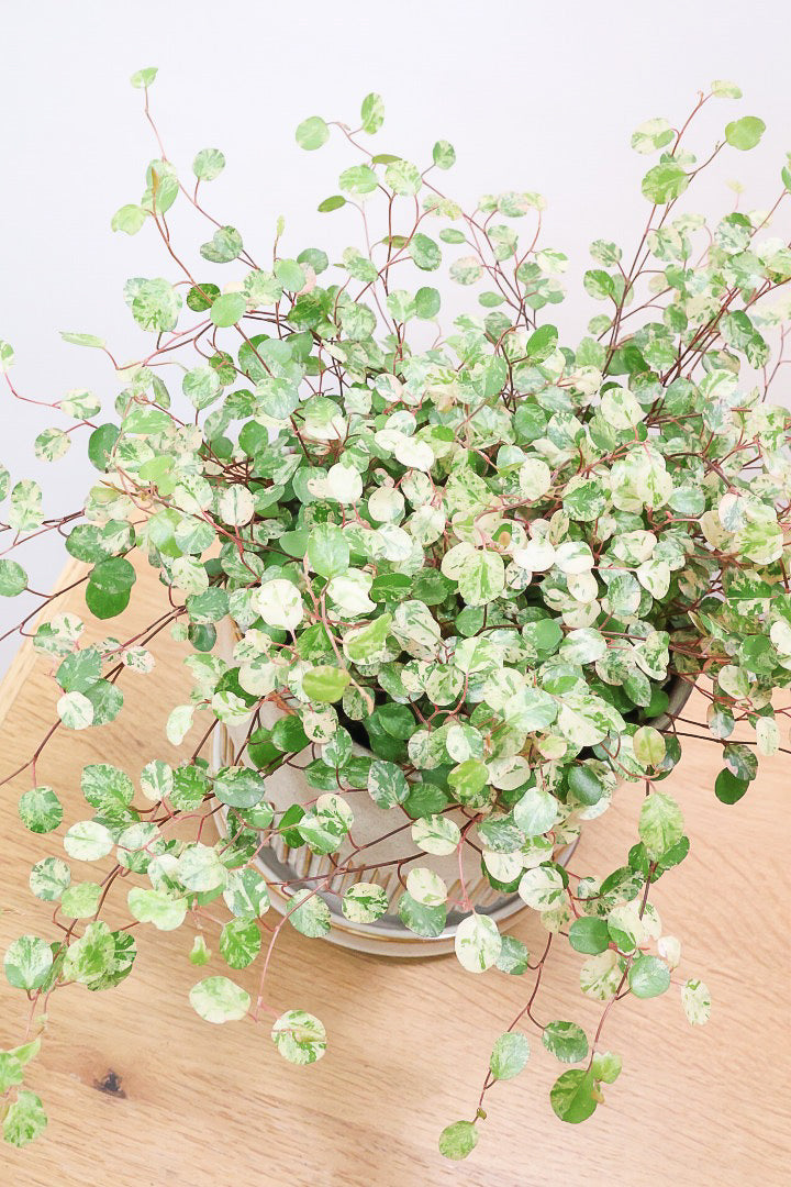 【ワイヤープランツ スポットライト】再入荷！そして最後の在庫です！斑がとてもシックで大人色。暑さ寒さに強く育てやすいです！